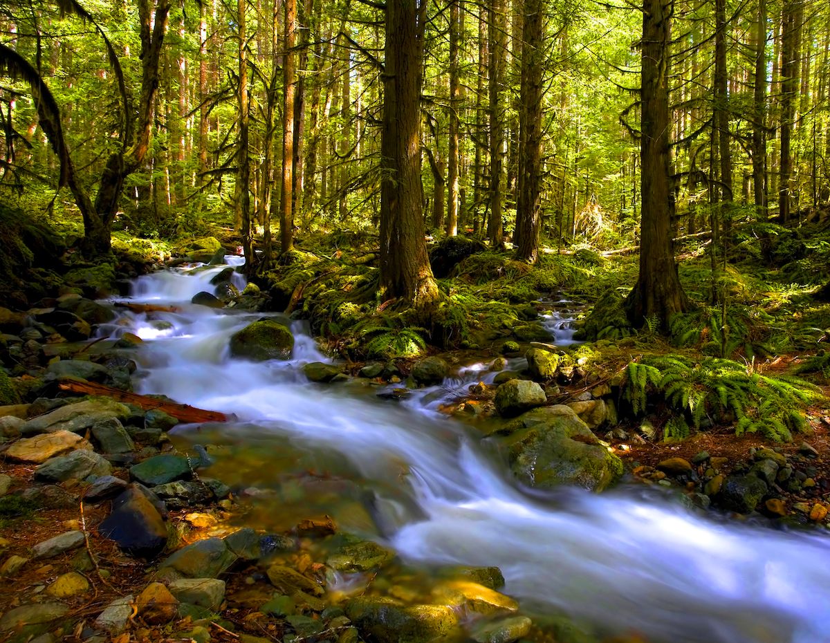 Forest Song II