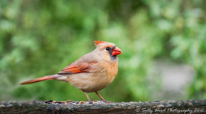 Momma Cardinal Repost