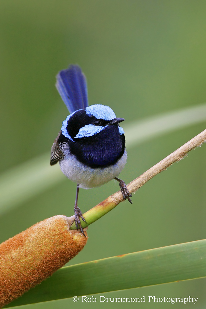 Superb Fairy Wren