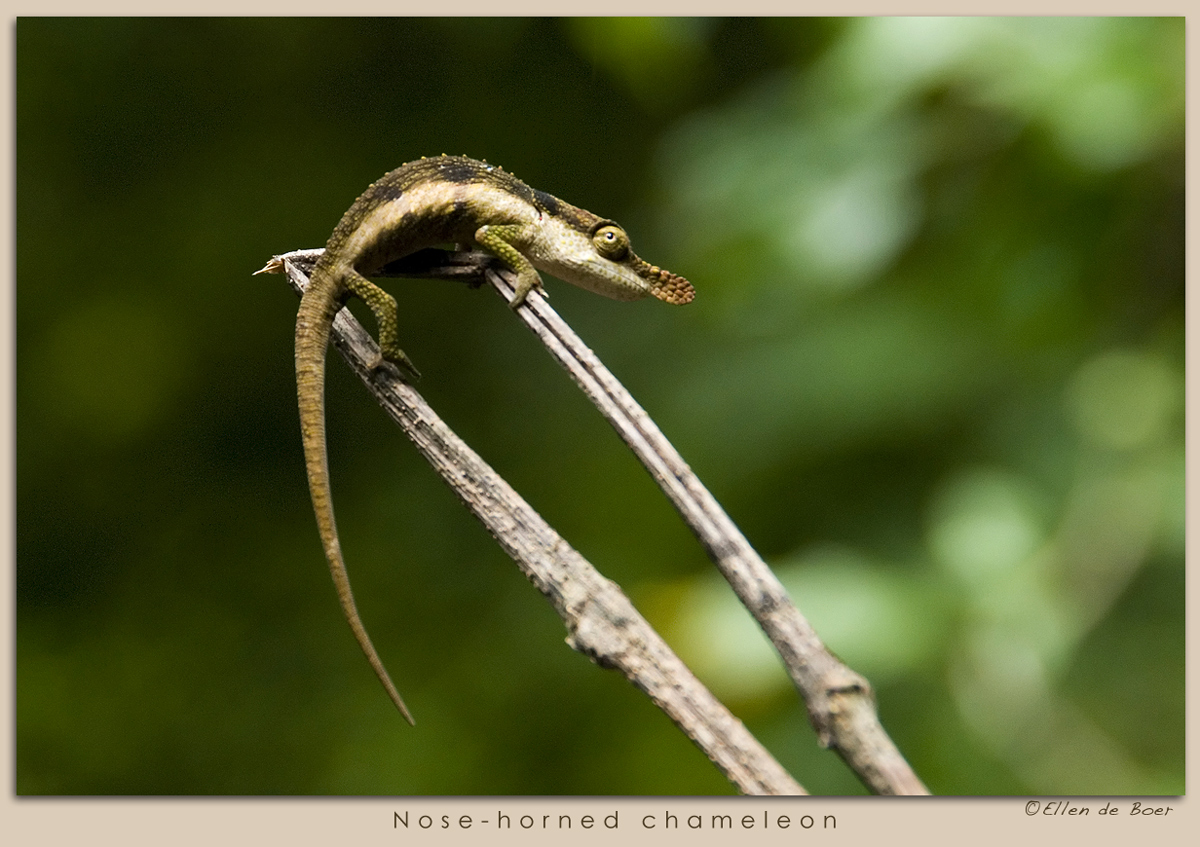 Nose-horned chameleon