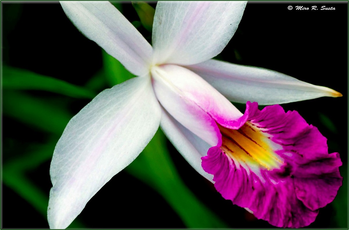 Wild Orchid