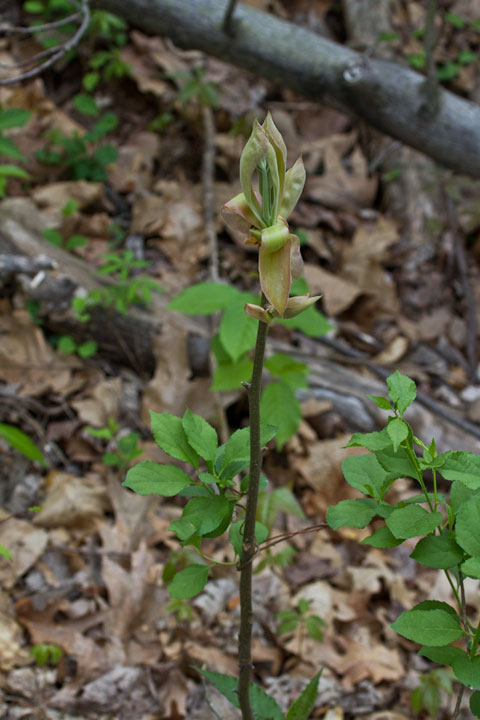 ID help, please?