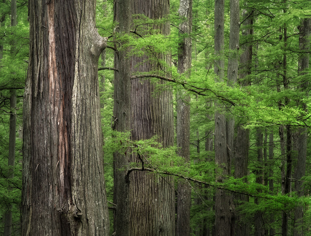 Spring Cypress
