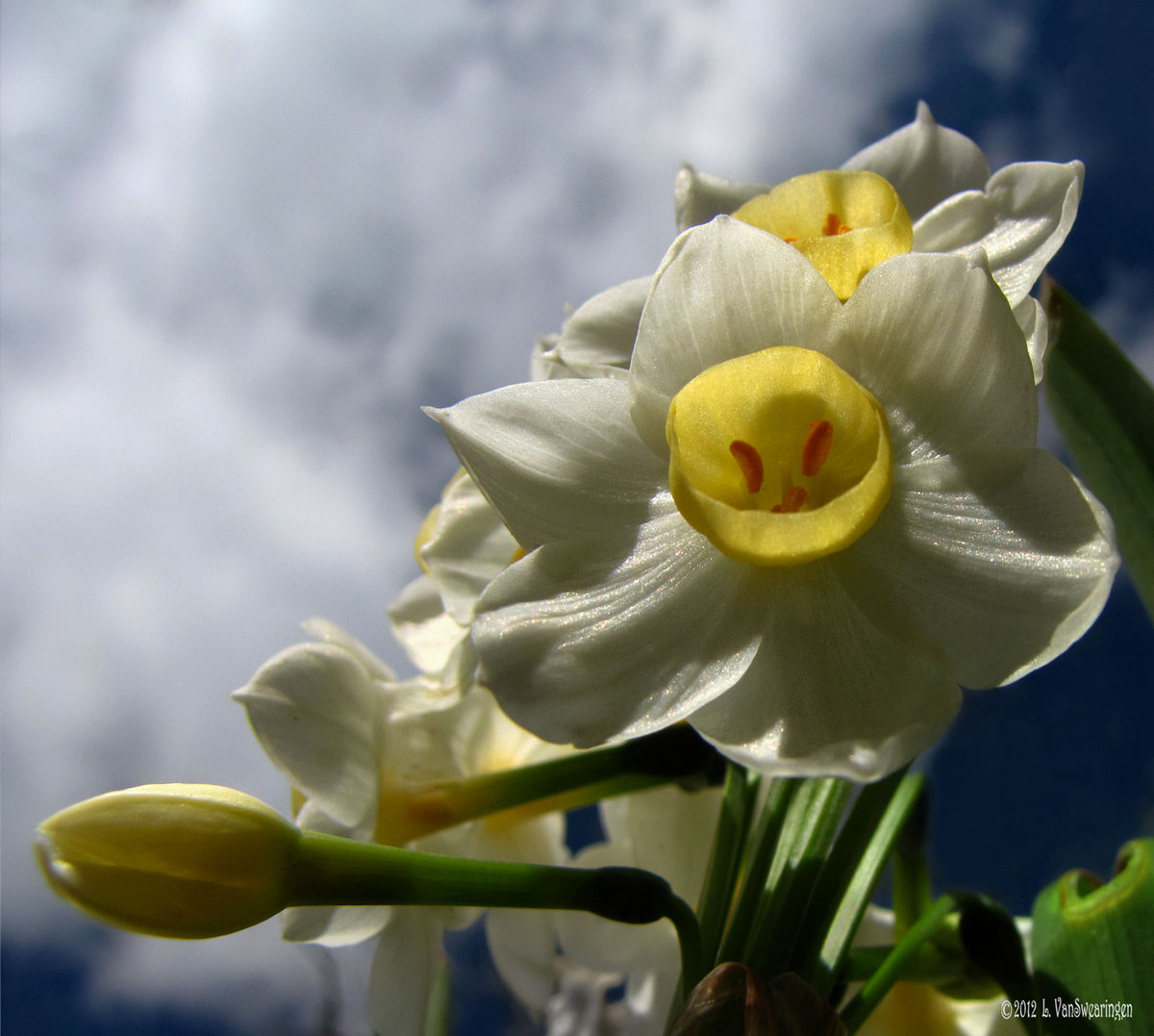 Chinese Sacred Lily