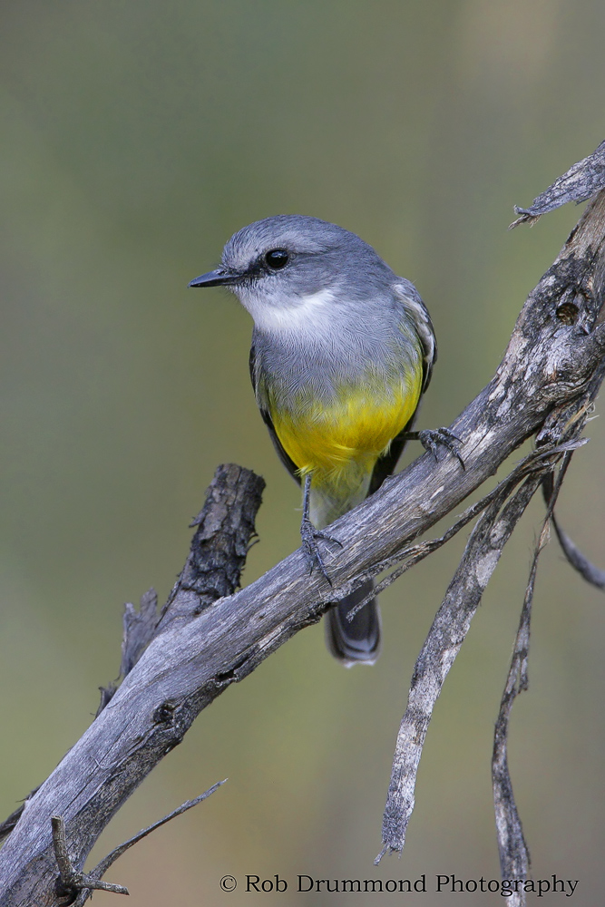 Western Yellow Robin