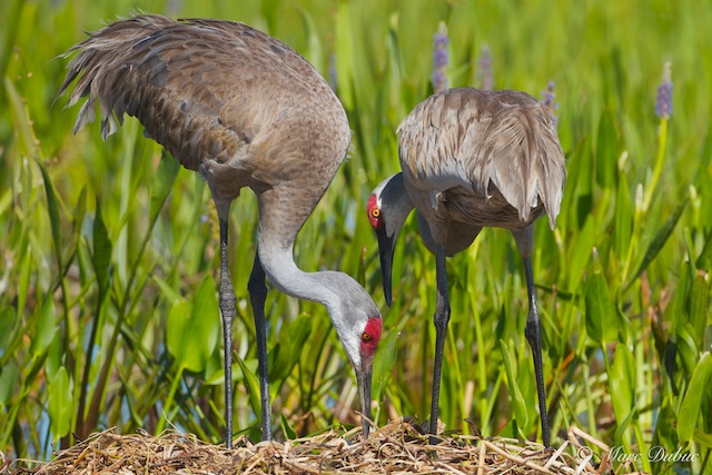 Sandhill Crane 2