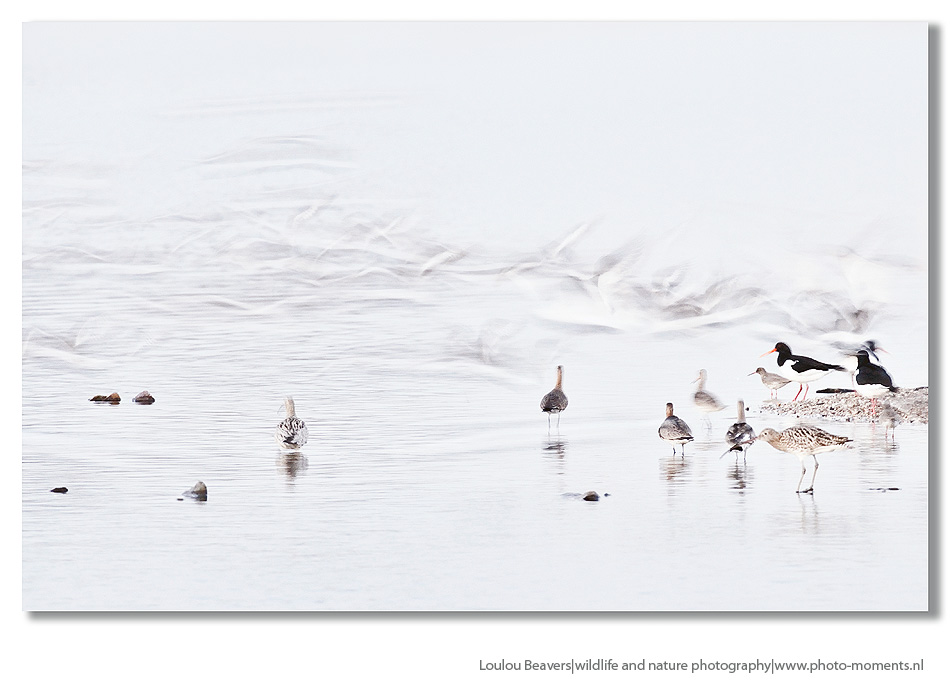 Arty birds