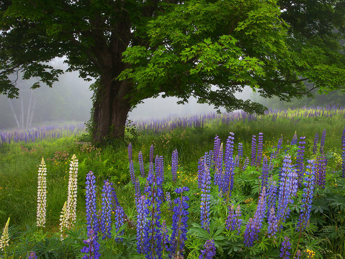 lupines, Sugar Hill, NH