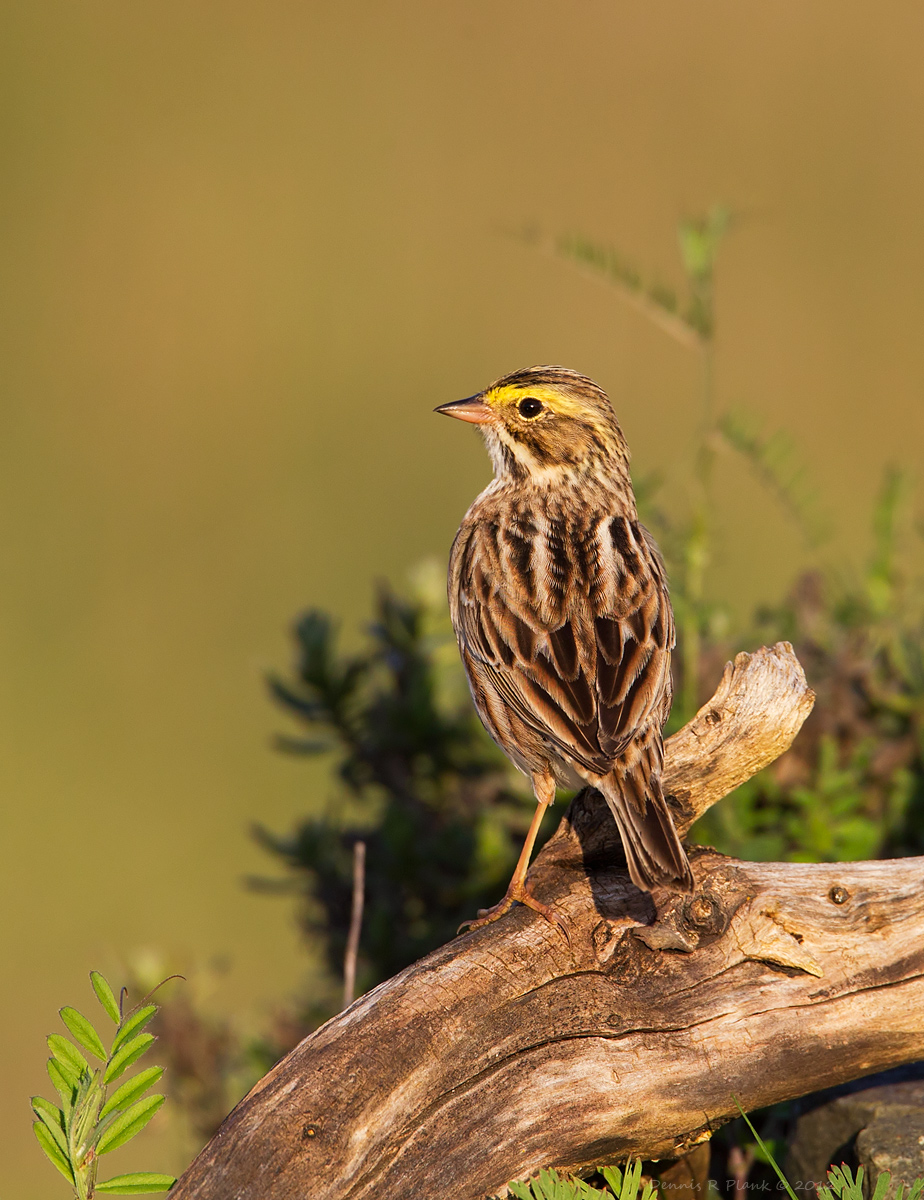 Savannah Sparrow