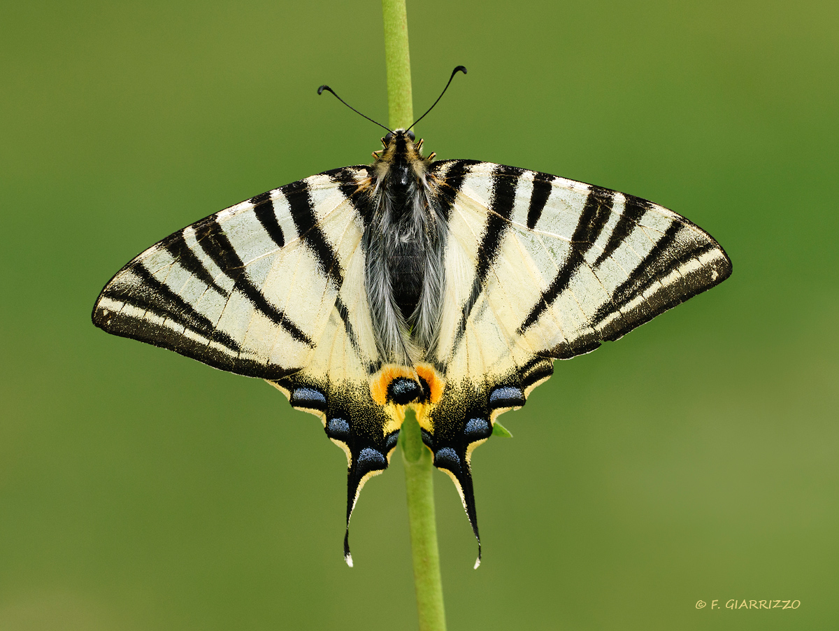Scarce swallowtail