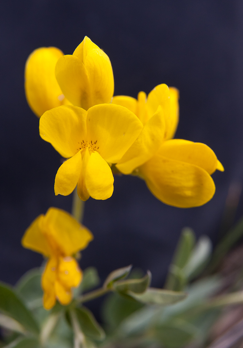 Bright Yellow