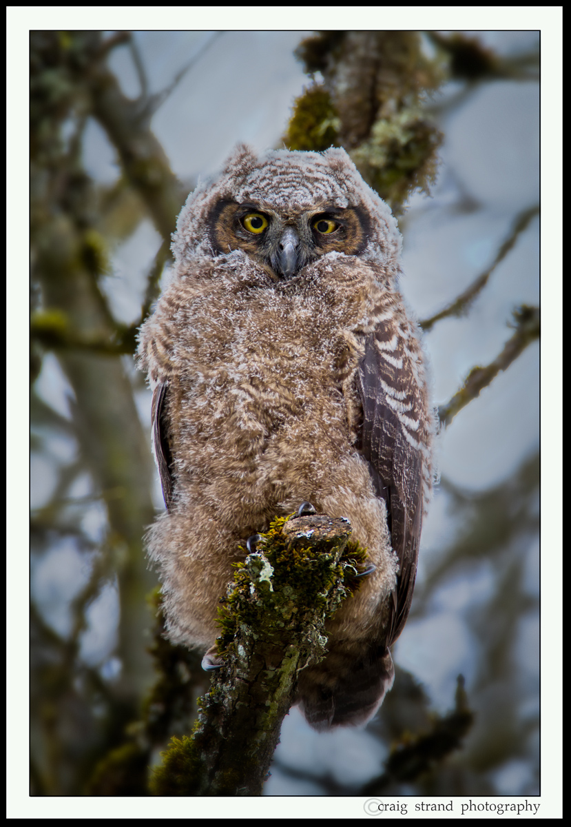 Owlet Fledgling