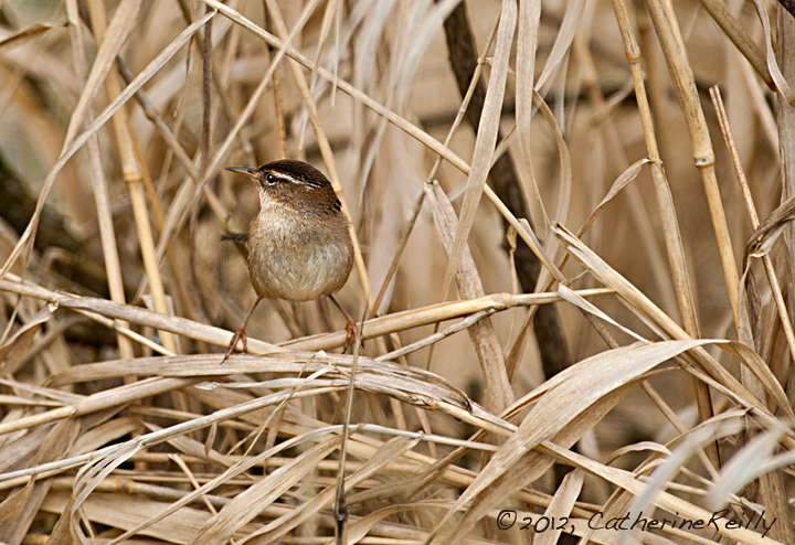 Marsh Wren + REPOST