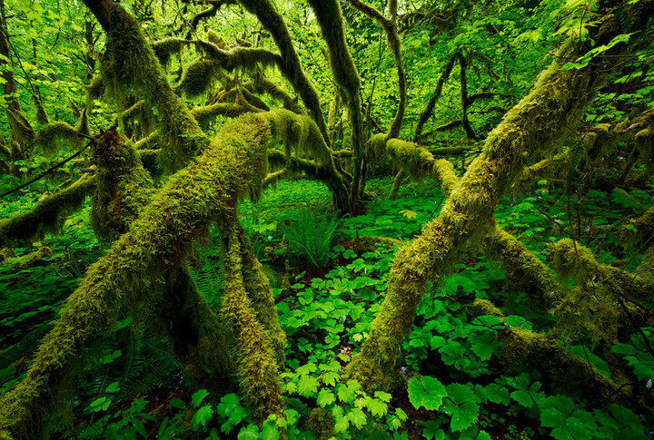 Mossy Embrace
