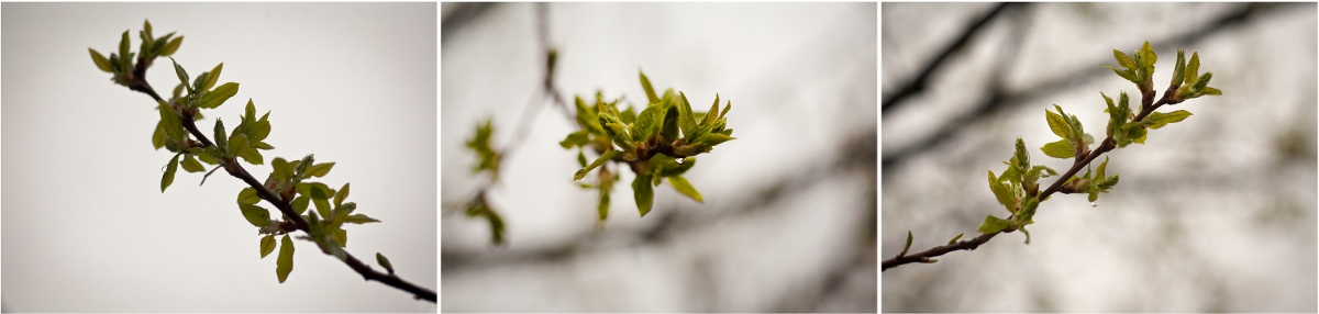 Spring Buds Triptych