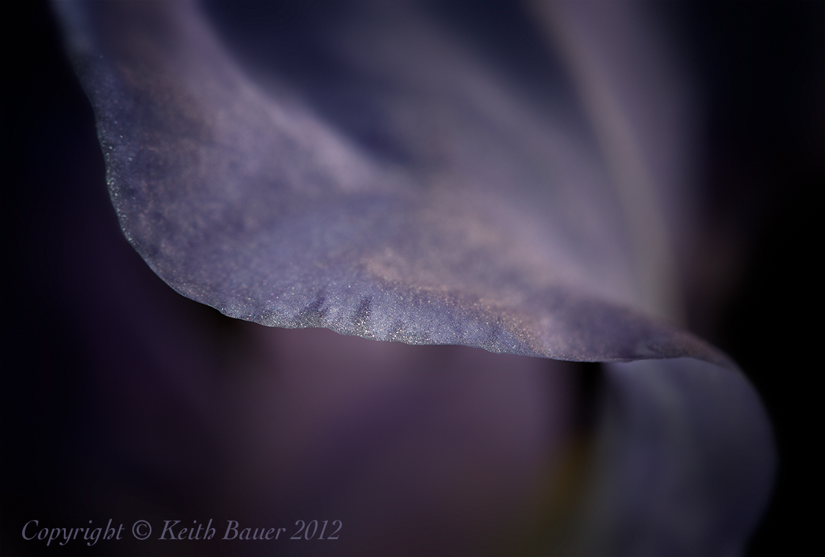 Iris Edge