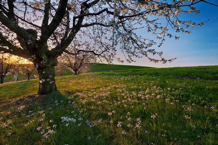 Springtime