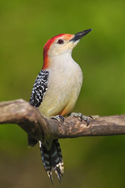 Red-bellied Woodpecker