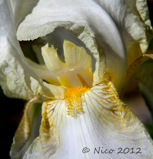 White Iris