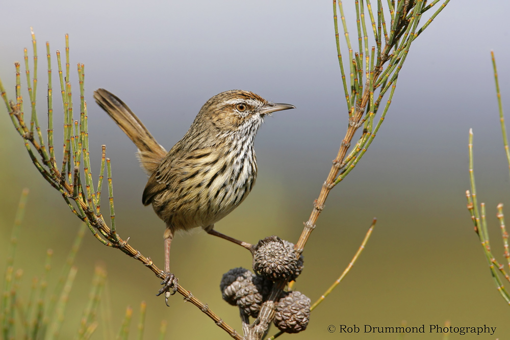 Rufous Fieldwren