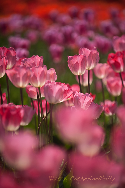 Selected Tulips + REPOST