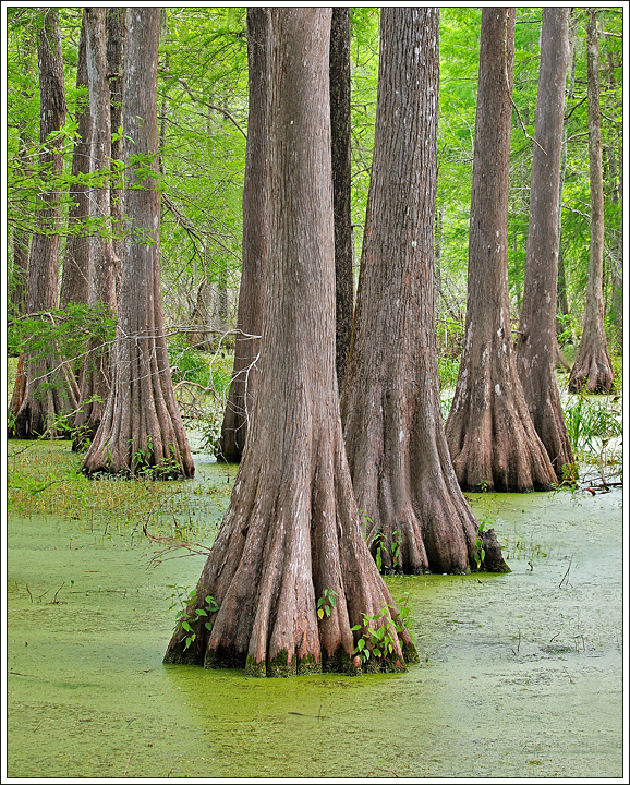 Seasons in the Swamp