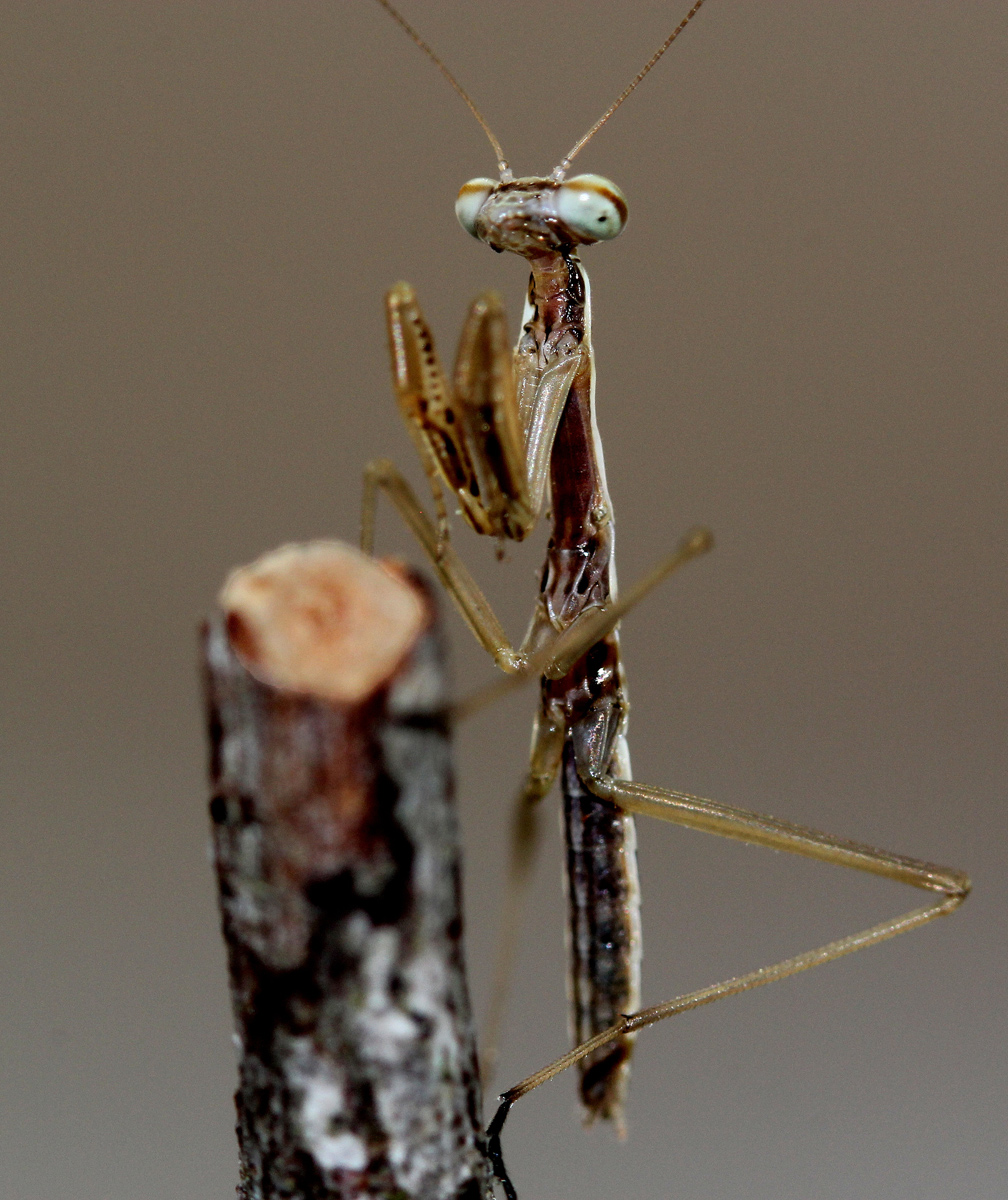 3 day old mantis