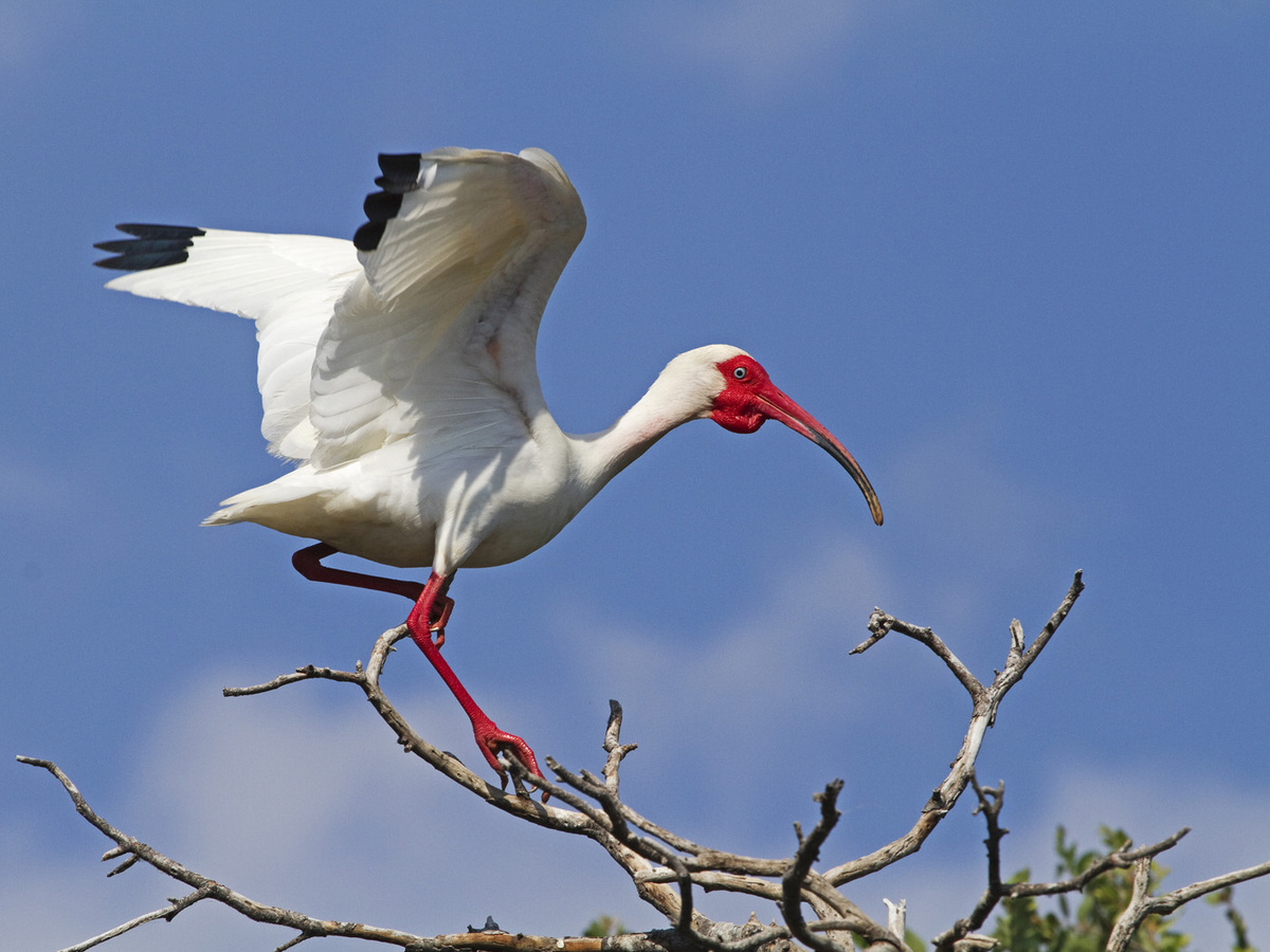 White Ibis