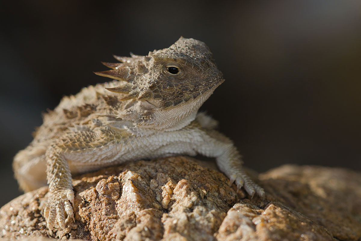 Regal Horned Lizard