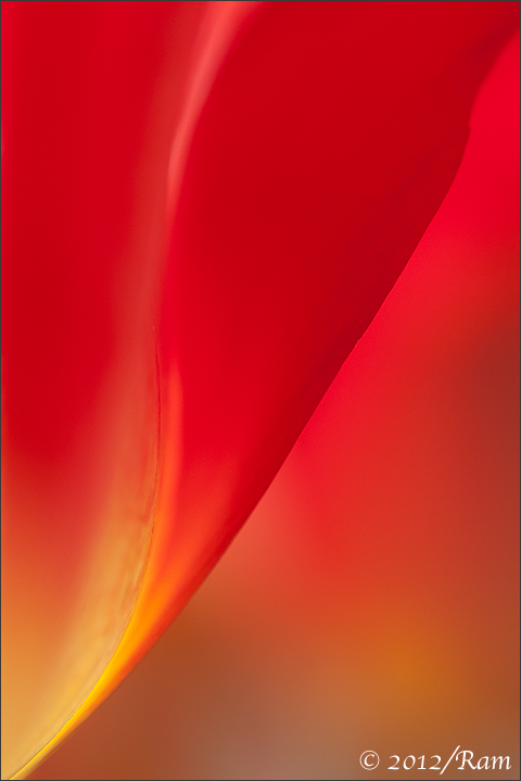 Tulip Abstract-2