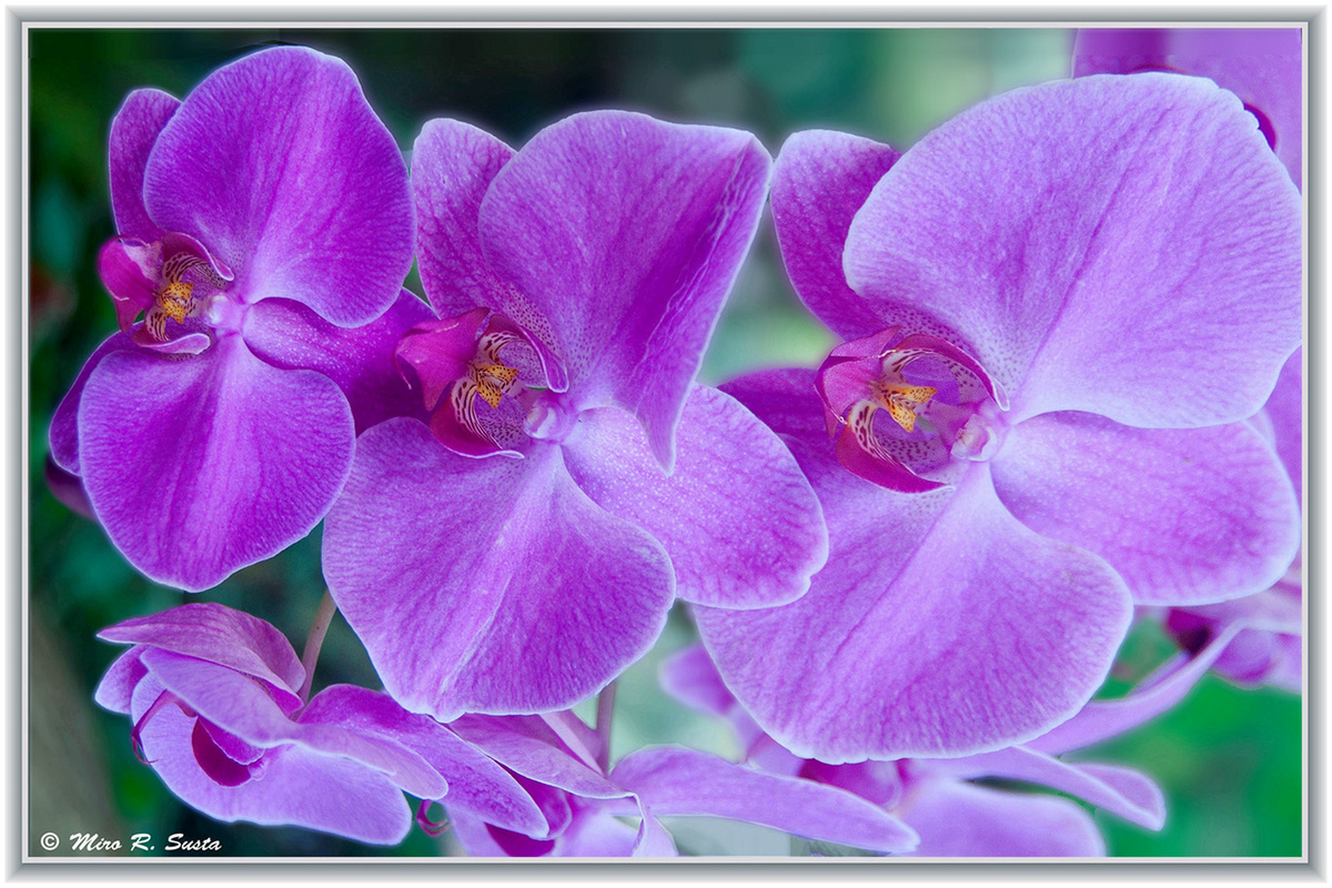 Purple Orchids