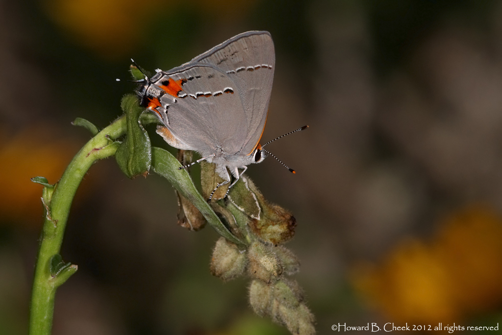 Gray Hairstreak
