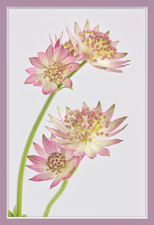Fragility