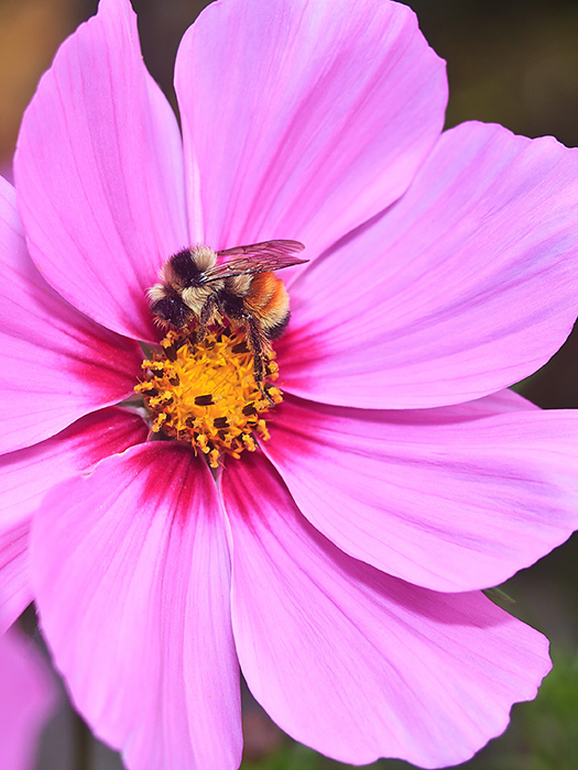 Bee on Pink
