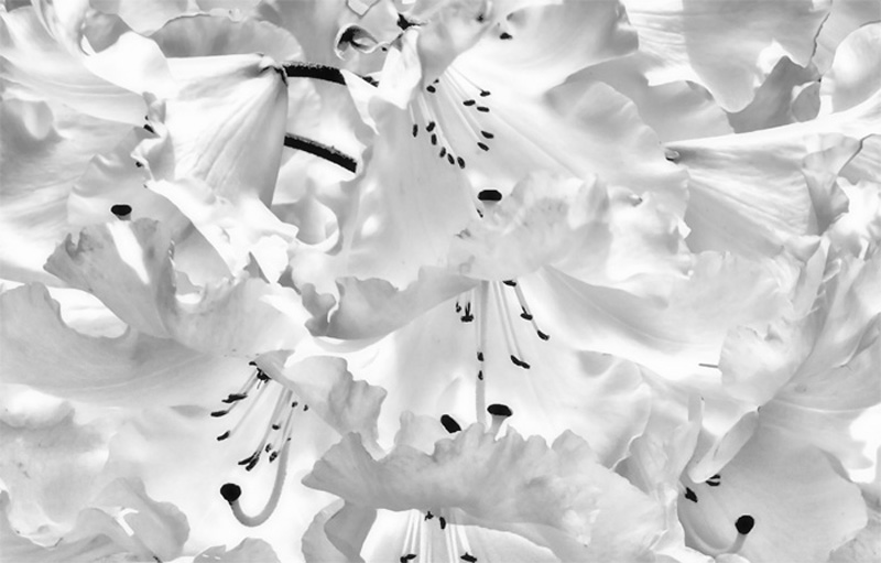 Petals