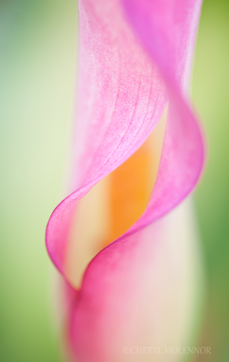 Pastel