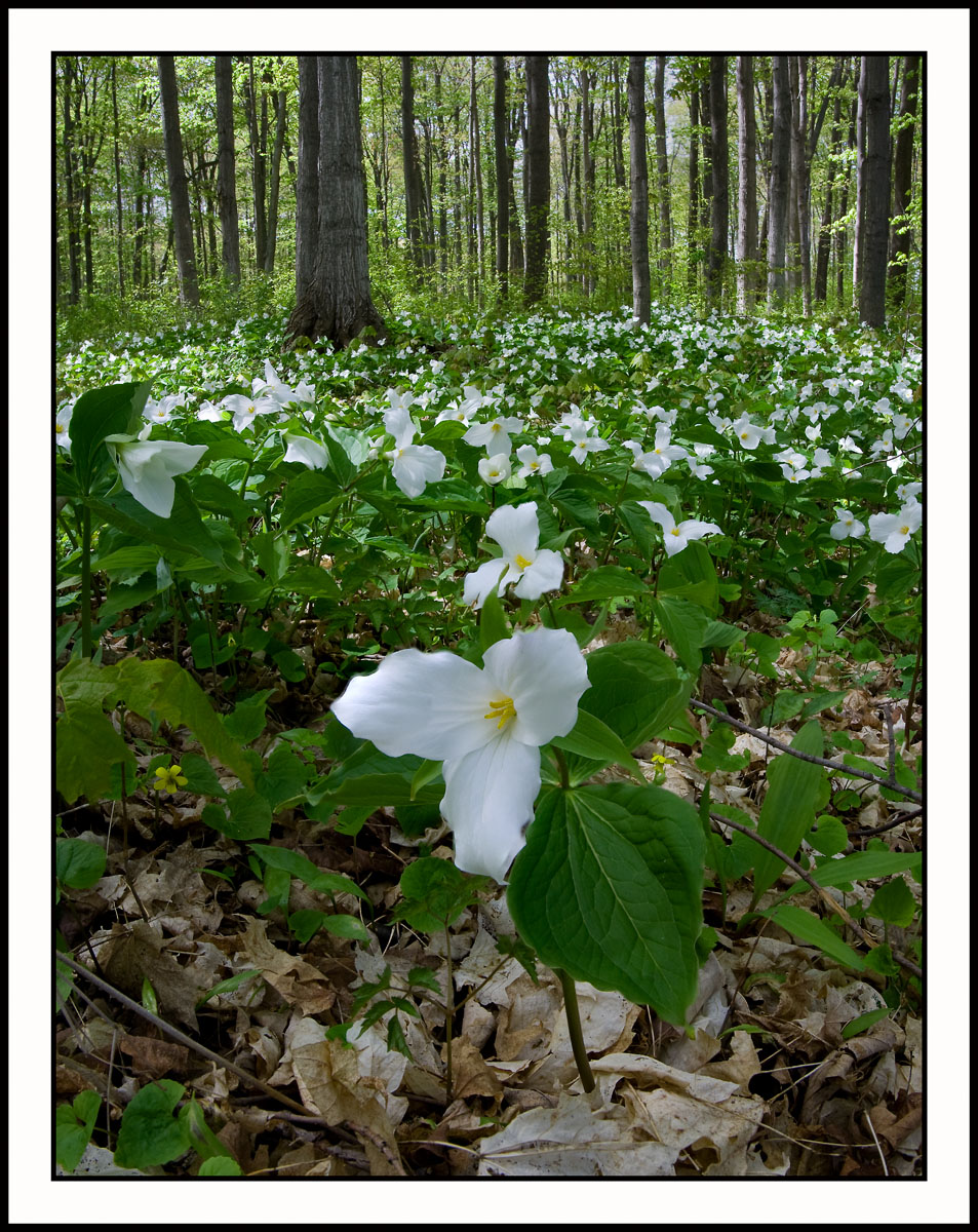 Trillium Woods