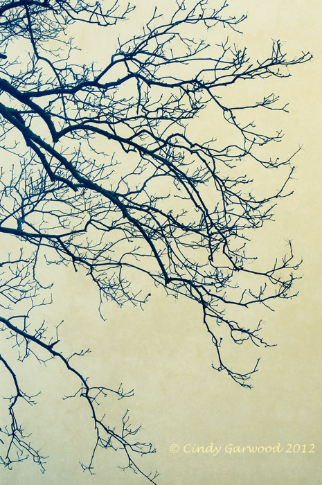 beautiful Limbs