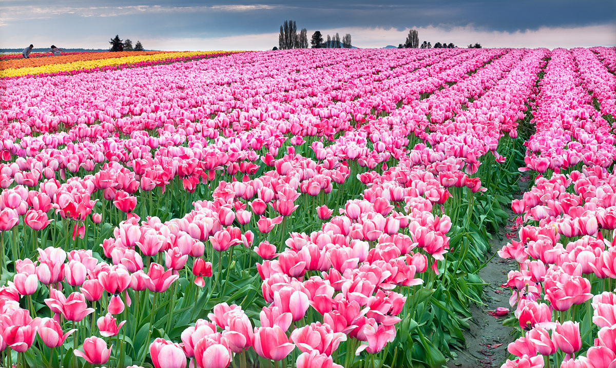 Tulips
