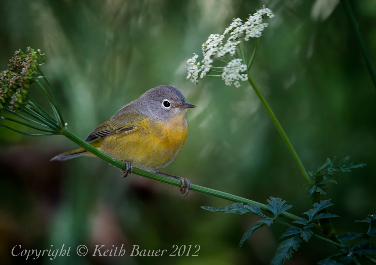 Nashville Warbler