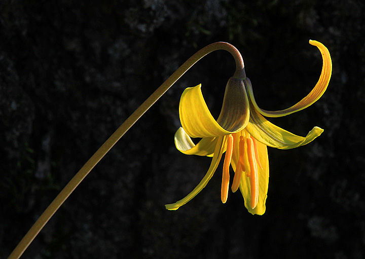 Trout lily (+ REPOST)