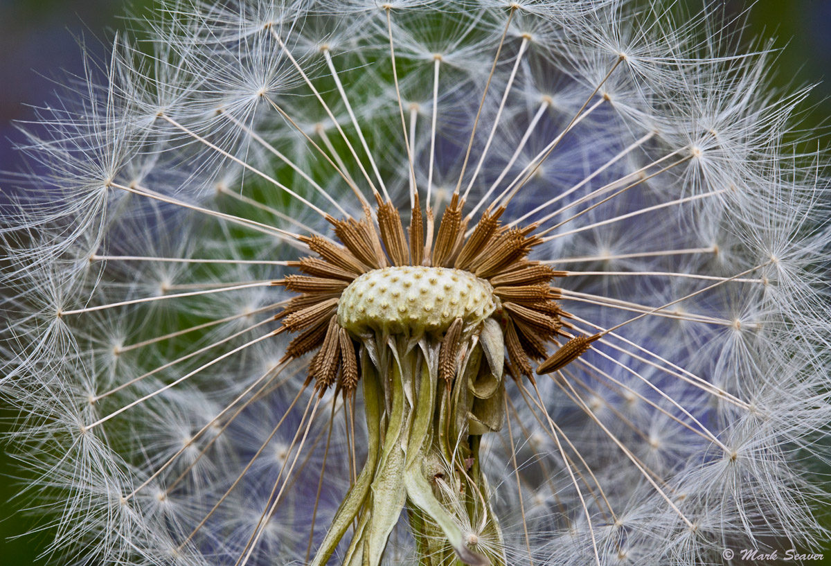 Dandy Boom
