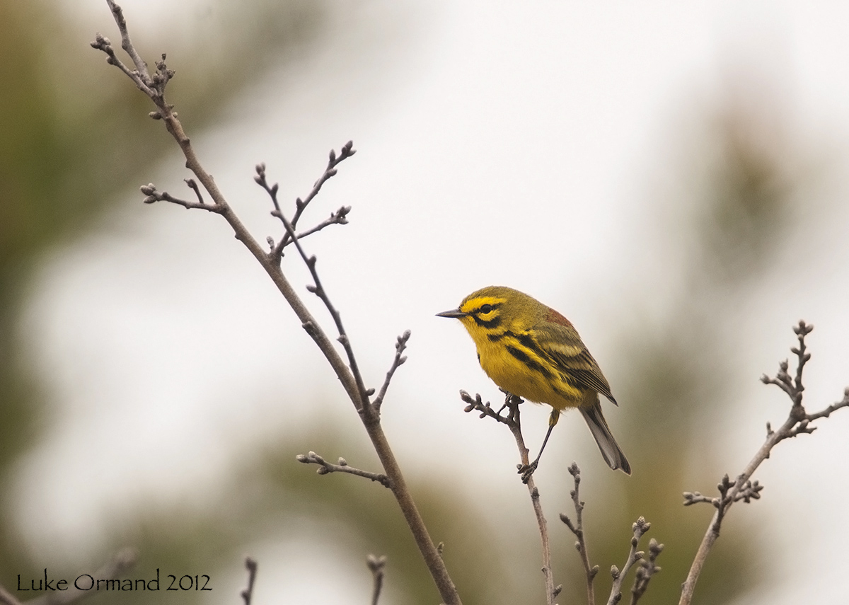 Prairie Warbler