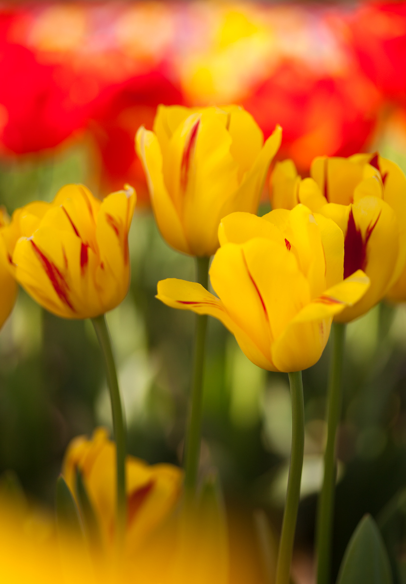 Color Burst