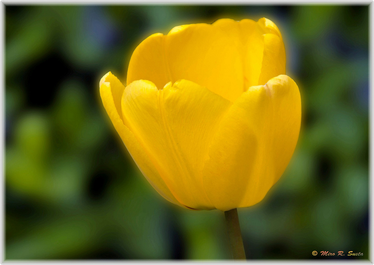 Spring Tulip