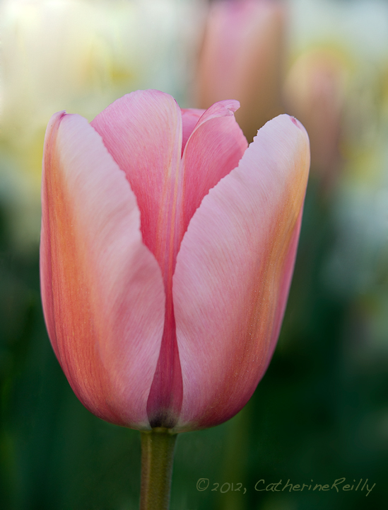 Pink Impression Portrait