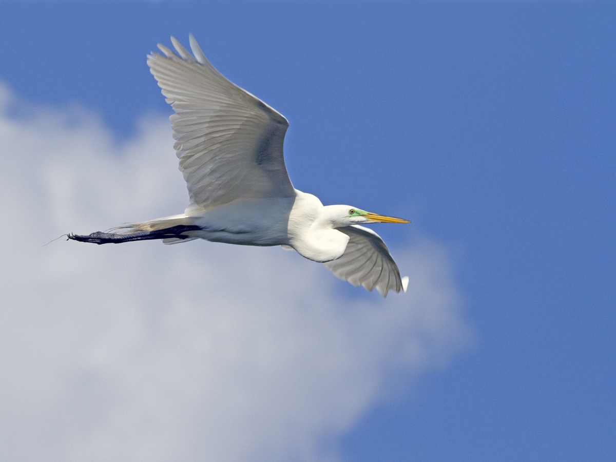 Great Egret Flight