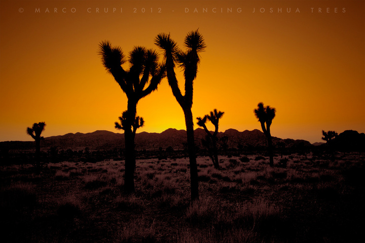 Dancing Trees