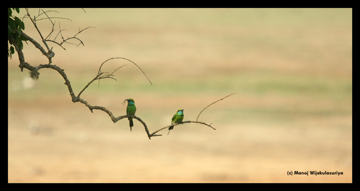 Gree Bee-eater