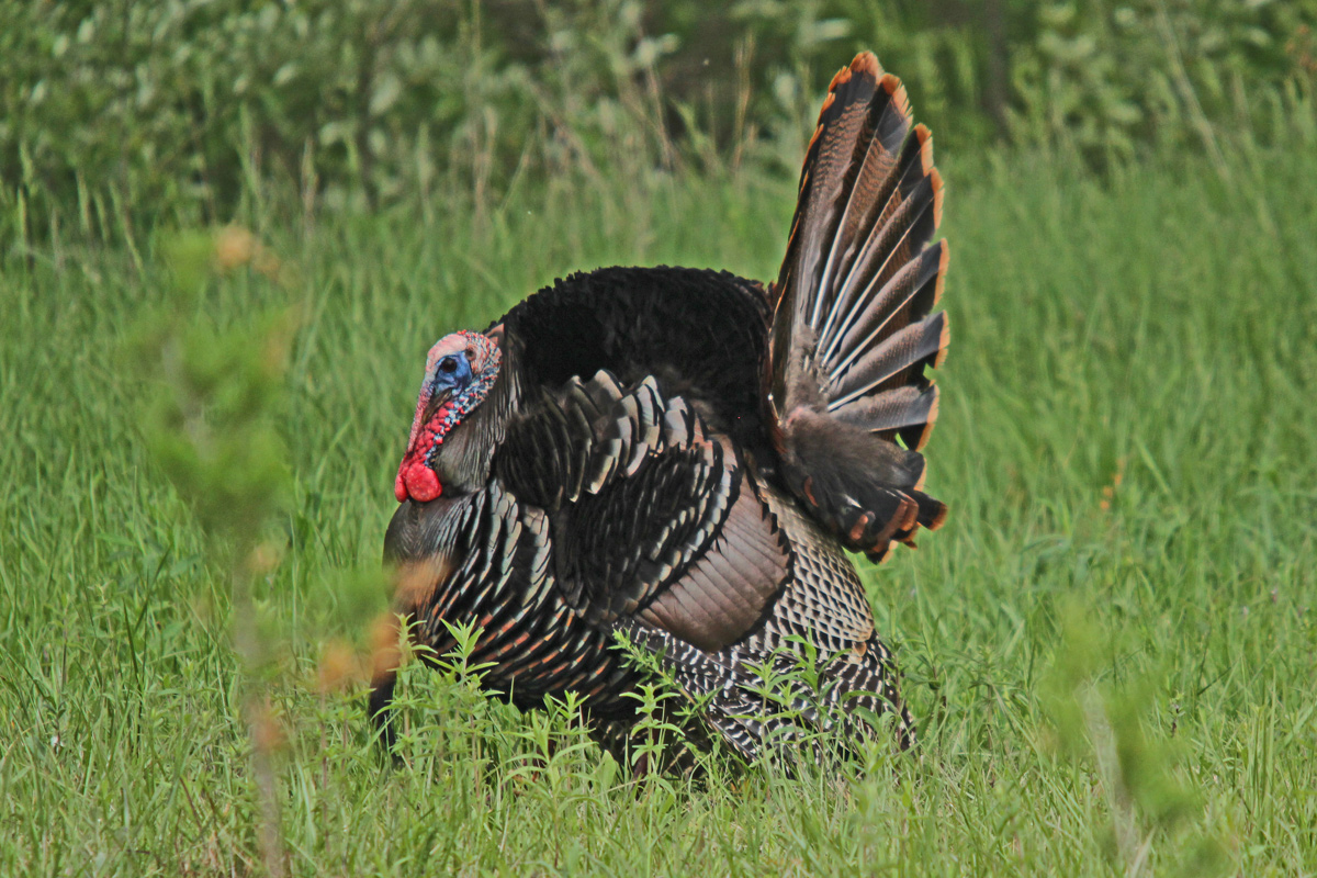 Turkey Display